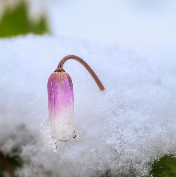 Paarse bloesem in de sneeuw van ManfredFotos