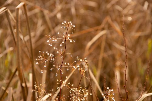 Des plantes avec des gouttelettes d'eau lors d'une demi-journée de brouillard en décembre