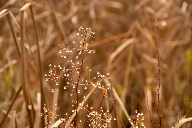 Plants with water droplets on a half foggy day in December by Jacoline van Dijk