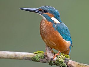 IJsvogel