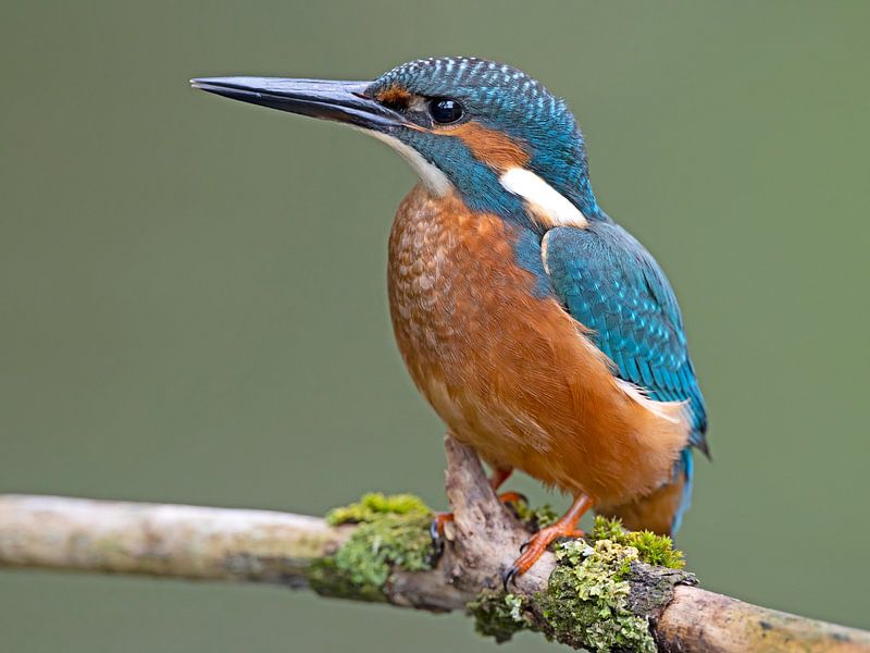 Kingfisher by Dirk Claes