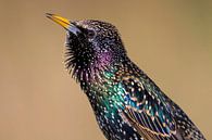 Singing Common Starling by Beschermingswerk voor aan uw muur thumbnail
