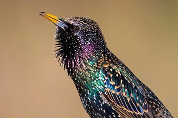 Singing Common Starling by Beschermingswerk voor aan uw muur