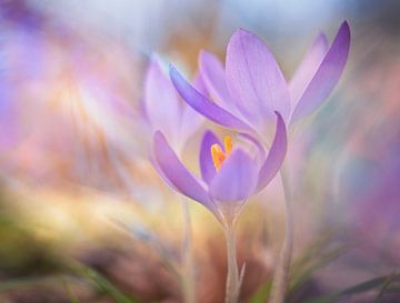 Frühling! von Remco loeffen