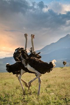 Ostriches in South Africa by Paula Romein