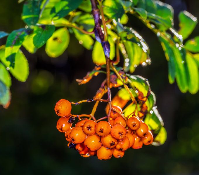 Close up of orange rowan berries by ManfredFotos