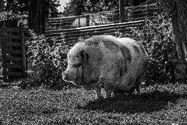 Hängendes Bauchschwein