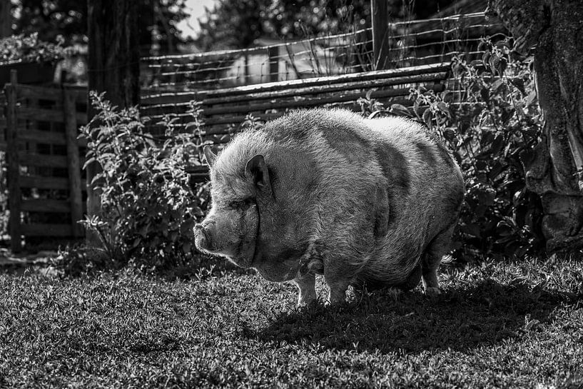Porc à ventre pendu par Rob Boon