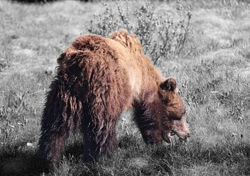 Grazende grizzlybeer in Banff National Park, Canada met een zwartwit achtergrond van Phillipson Photography