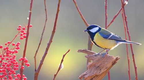 Koolmees van Sabrina de Vries