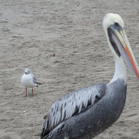 Pelikaan , pelican von Marlou van Hal