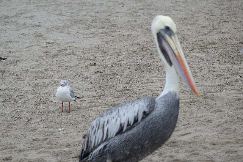 Pelikaan , pelican von Marlou van Hal