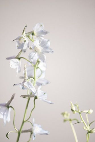 Calm light blue flowers