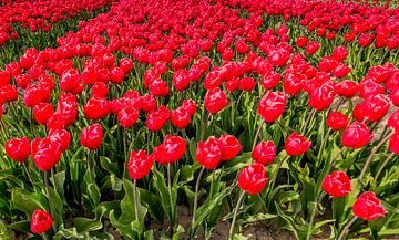 Tulpen in Flevoland van René Holtslag