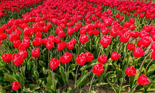 Tulpen in Flevoland