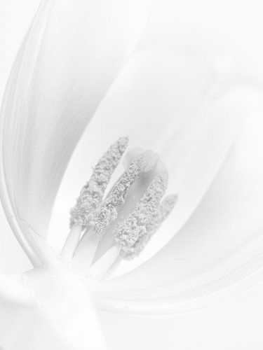 The softness of a tulip by Stephanie Verbeure