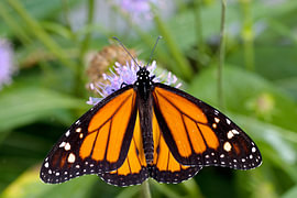 Danaus plexippus (monarch butterfly), also known as the monarch or American monarch, is a diurnal butterfly of the family Nymphalidae