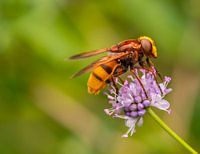 Insekten in meinem Stadtgarten; Bestäubung durch Schwebfliegen