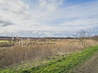 landscape the Oostvaarders lakes