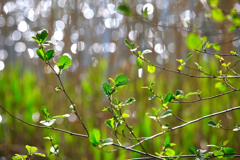 Spring Awakening by Thomas Jäger
