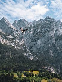 Eagle in the Alps by Nordic Niels