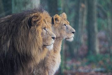 Leeuw en leeuwin van Tim Voortman