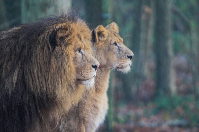 Lion et lionne par Tim Voortman