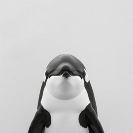 Orca von Poster Art Shop