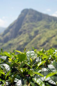 Sri Lanka thee plantages van Richard Wareham