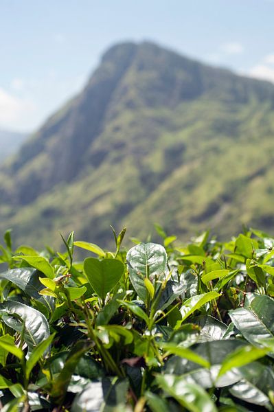 Sri Lanka tea plantations by Richard Wareham