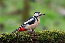 Grote bonte specht van Merijn Loch