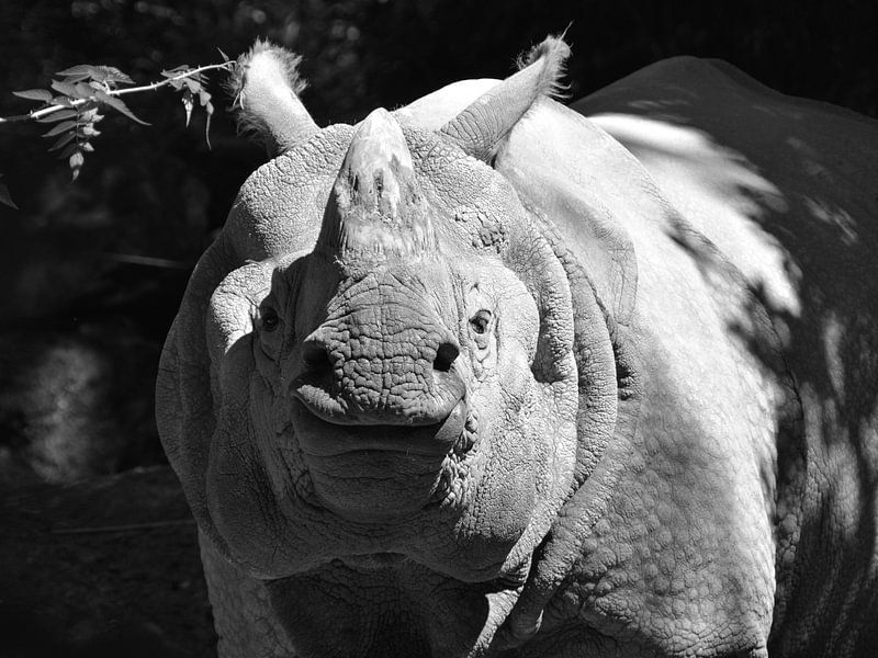 Rhinocéros en noir et blanc par Marit Kuijlenburg
