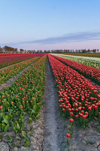 Dutch tulip field