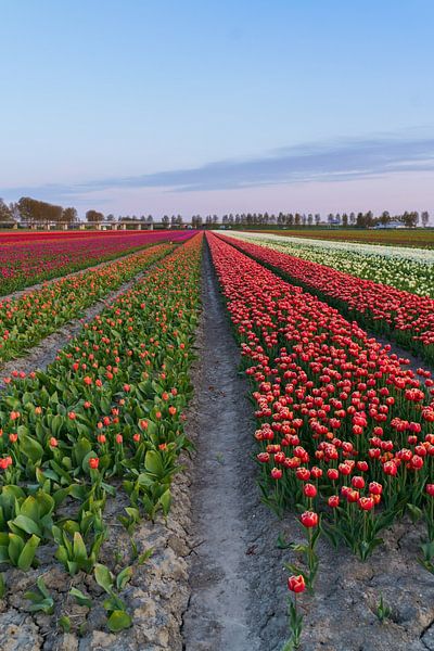 Hollands tulpenveld van Captured By Manon