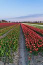 Hollands tulpenveld van Captured By Manon thumbnail
