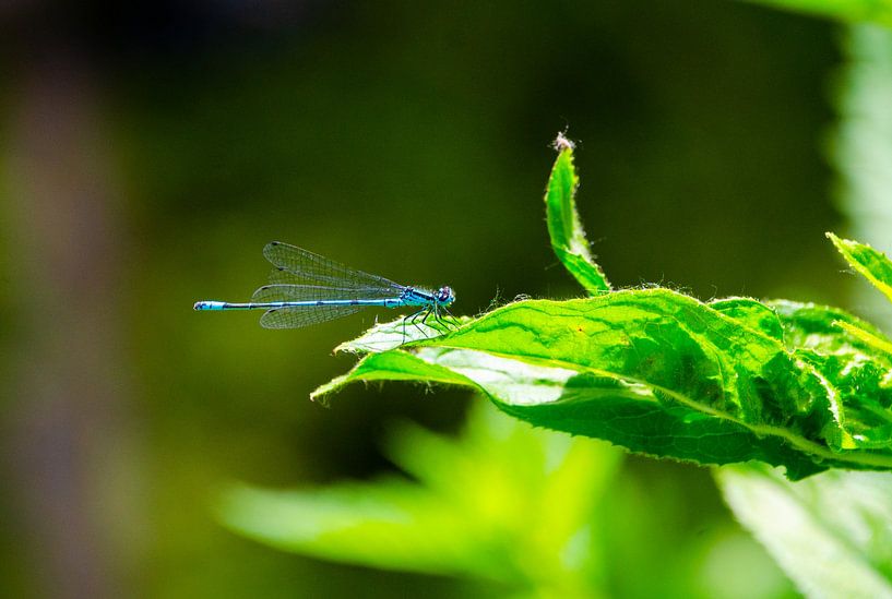 Dragonfly on leaf by mondenkind