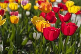 Tulips in red and yellow