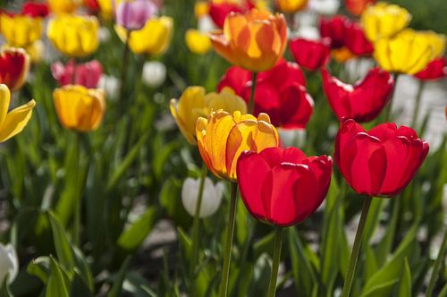 Tulpen in rood en geel