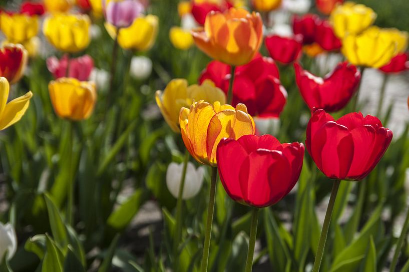 Tulips in red and yellow by Norbert Sülzner