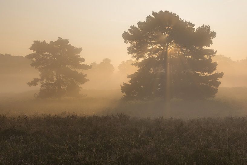 des arbres de roue solaire par Francois Debets