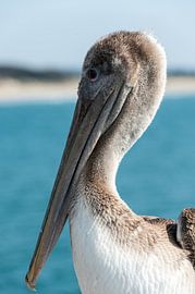 De Pelikaan by Wim Slootweg