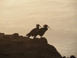 Bird's in the sunset by Travell-Dreams