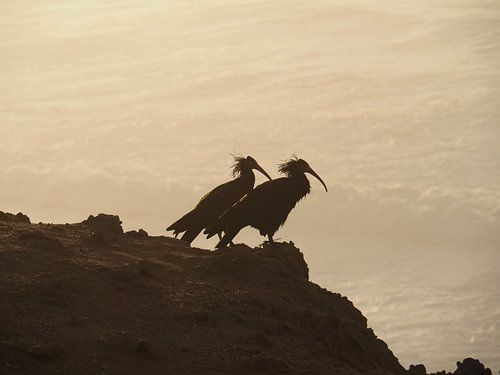 L'oiseau est au coucher du soleil