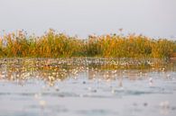 Reflectie op de okavangodelta rivier water van Dexter Reijsmeijer thumbnail