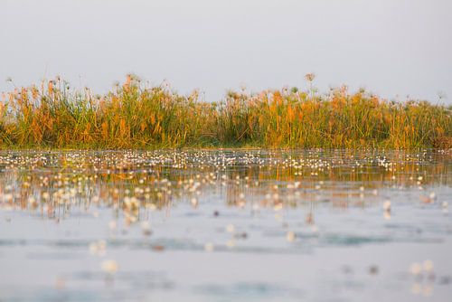 Reflectie op de okavangodelta rivier water