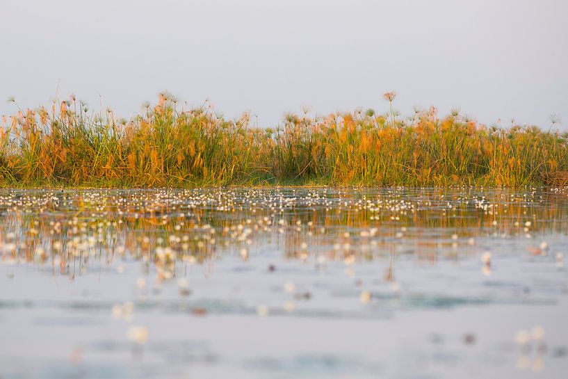 Reflectie op de okavangodelta rivier water van Dexter Reijsmeijer