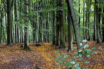 Niederländischer Wald auf dem Grebbeberg mit leuchtenden Farben im Regen - Herbstanfang