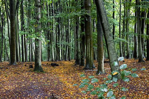 Netherlands Forest on the Grebbeberg with bright colors in the rain - beginning of autumn