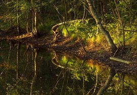 Parc national d'automne Fochteloerveen (Pays-Bas)