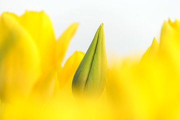 Yellow tulip in button by Karin de Boer Photography